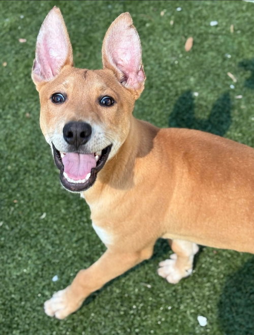 PRIM, an adoptable Shepherd in Holbrook , NY