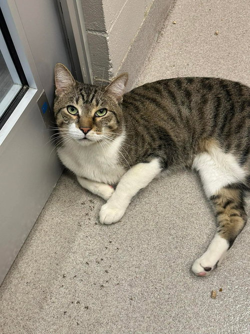 ZORRO, Adult Domestic Short Hair / Mixed (short coat), cat for adoption in Valley Stream, New York