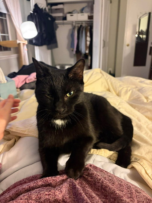 BLUEBERRY MUFFIN, Adult Domestic Short Hair / Mixed (short coat), cat for adoption in Valley Stream, New York