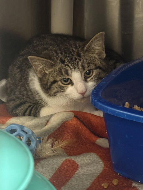 MIKO, an adoptable Domestic Short Hair in Holbrook , NY