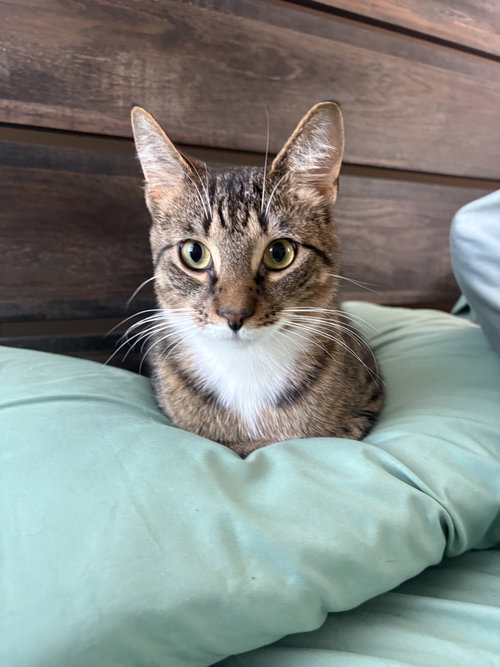 DUEY, Adult Domestic Short Hair / Mixed (short coat), cat for adoption in Valley Stream, New York