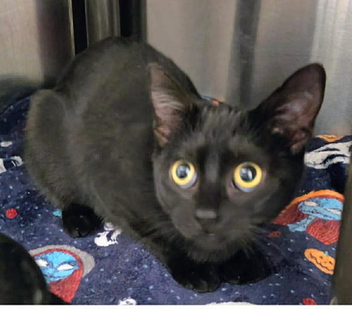 BRIDGITTE, Young Domestic Short Hair / Mixed (short coat), cat for adoption in Valley Stream, New York