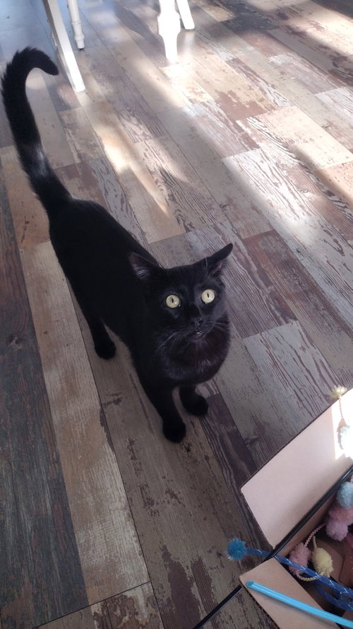 BRIDGITTE, Young Domestic Short Hair / Mixed (short coat), cat for adoption in Hempstead, New York