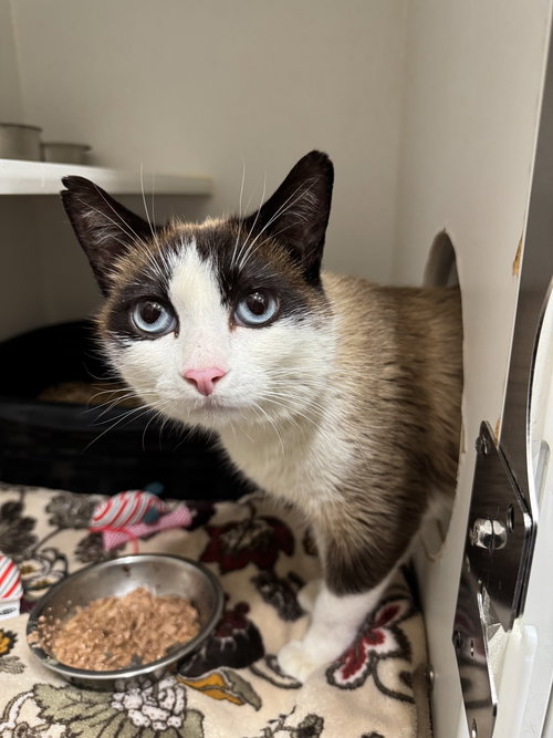 CUTIE PIE, Adult Siamese / Mixed (short coat), cat for adoption in Valley Stream, New York