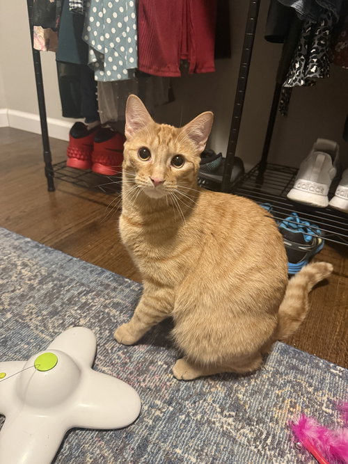 HANK THE TANK, an adoptable Domestic Short Hair in Holbrook , NY