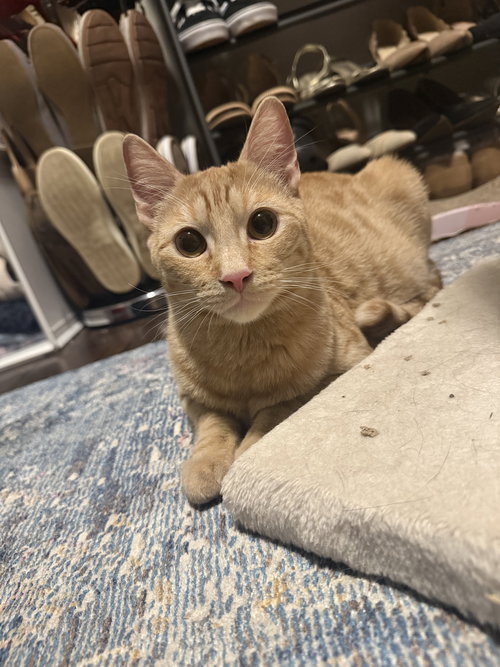ROMEO, an adoptable Domestic Short Hair in Holbrook , NY