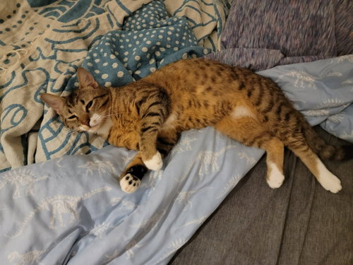 MASAKI, Young Domestic Short Hair / Mixed (medium coat), cat for adoption in Holbrook , New York