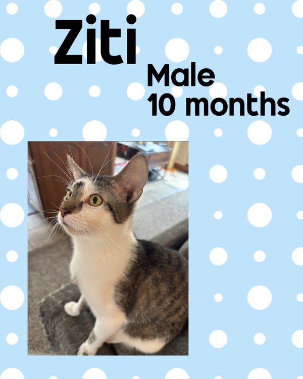 ZITI