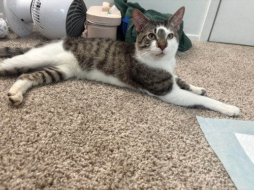 ZITI, Young Domestic Short Hair / Mixed (short coat), cat for adoption in Valley Stream, New York
