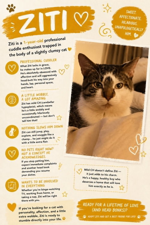 ZITI, Young Domestic Short Hair / Mixed (short coat), cat for adoption in Holbrook , New York