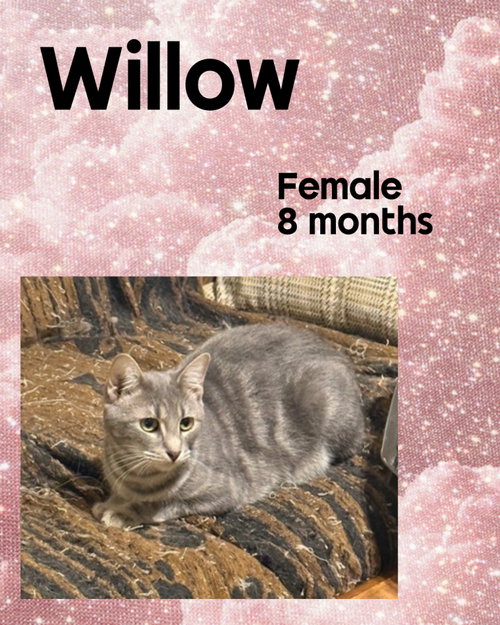 WILLOW, Young Domestic Short Hair / Mixed (short coat), cat for adoption in Holbrook , New York