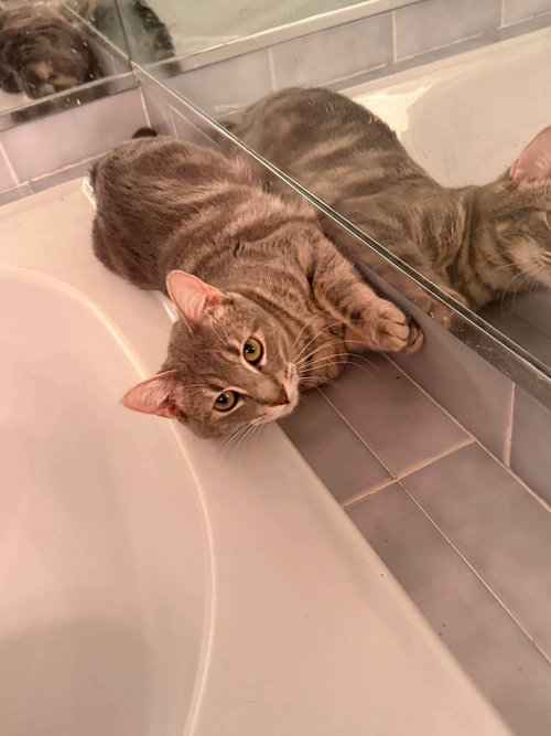 WILLOW, Young Domestic Short Hair / Mixed (short coat), cat for adoption in Valley Stream, New York