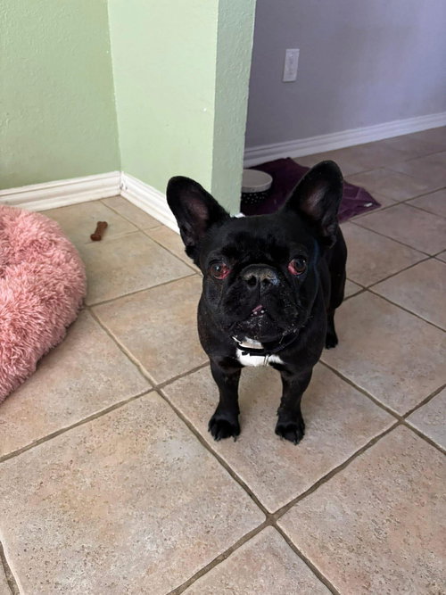 TALUSA, an adoptable French Bulldog in Holbrook , NY