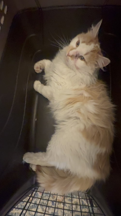 BIG DADDY, Adult Domestic Medium Hair / Mixed (medium coat), cat for adoption in Holbrook , New York