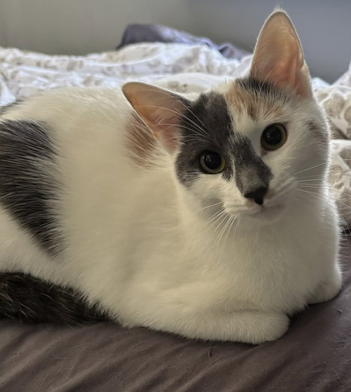 DIOR, an adoptable Domestic Short Hair in Holbrook , NY