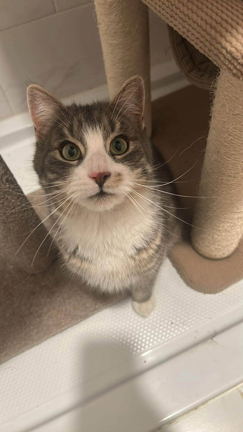 DUDLEY, an adoptable Domestic Short Hair in Holbrook , NY