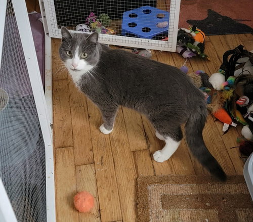 DEREK, Adult Domestic Short Hair / Mixed (short coat), cat for adoption in Valley Stream, New York