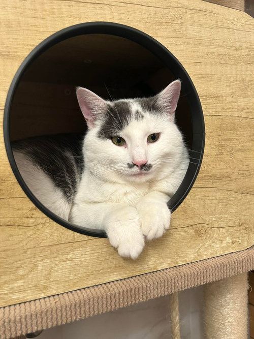 DAPPER, Adult Domestic Short Hair / Mixed (short coat), cat for adoption in Valley Stream, New York