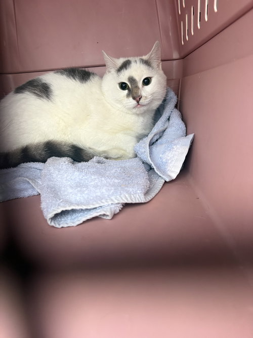 DUNKIN, an adoptable Domestic Short Hair in Holbrook , NY