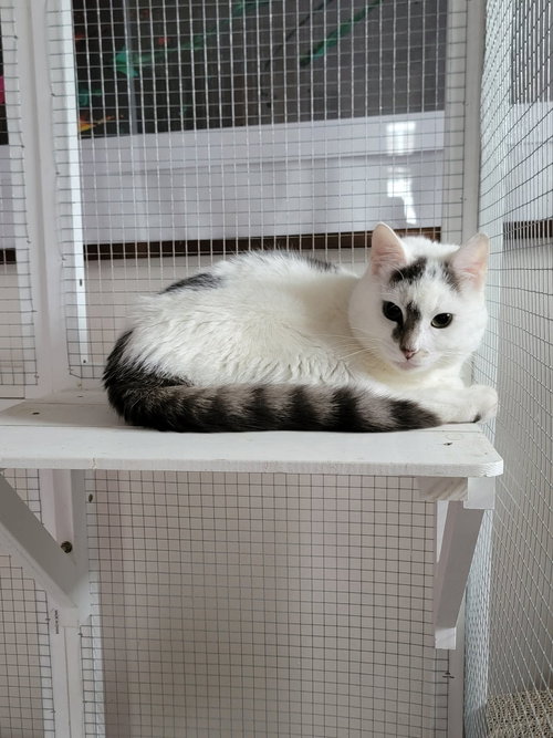 DUNKIN, Adult Domestic Short Hair / Mixed (short coat), cat for adoption in Valley Stream, New York