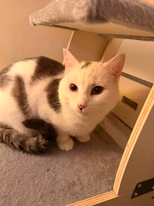 DILL, Adult Domestic Short Hair / Mixed (short coat), cat for adoption in Valley Stream, New York