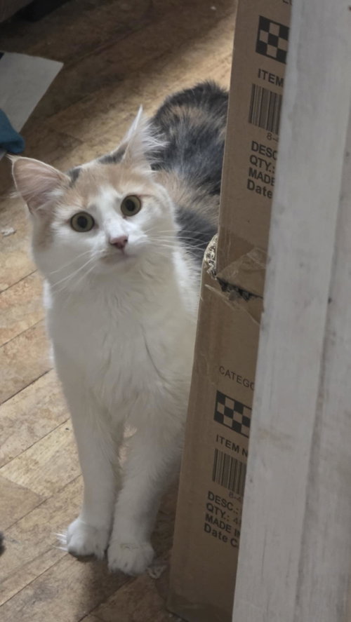 ELSA, Adult Domestic Medium Hair / Mixed (medium coat), cat for adoption in Holbrook , New York