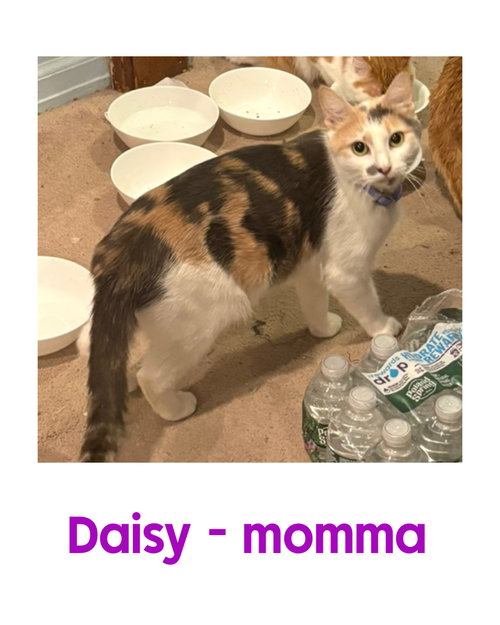 DAISY, an adoptable Domestic Short Hair in Holbrook , NY