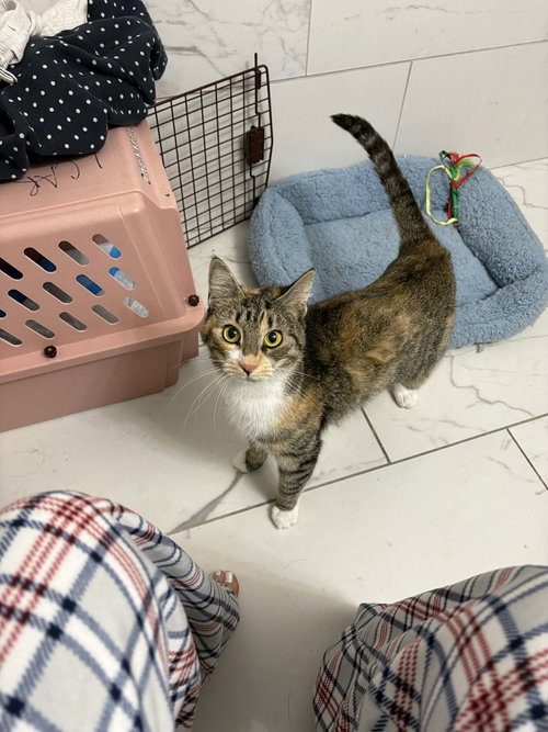 KHALEESI, Adult Domestic Short Hair / Mixed (short coat), cat for adoption in Valley Stream, New York