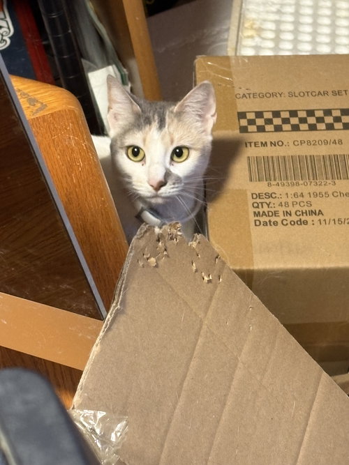 PIXIE, Adult Domestic Short Hair / Mixed (short coat), cat for adoption in Valley Stream, New York