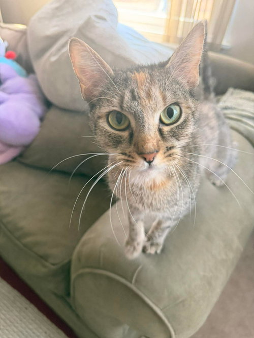 POOKIE, an adoptable Domestic Short Hair in Holbrook , NY