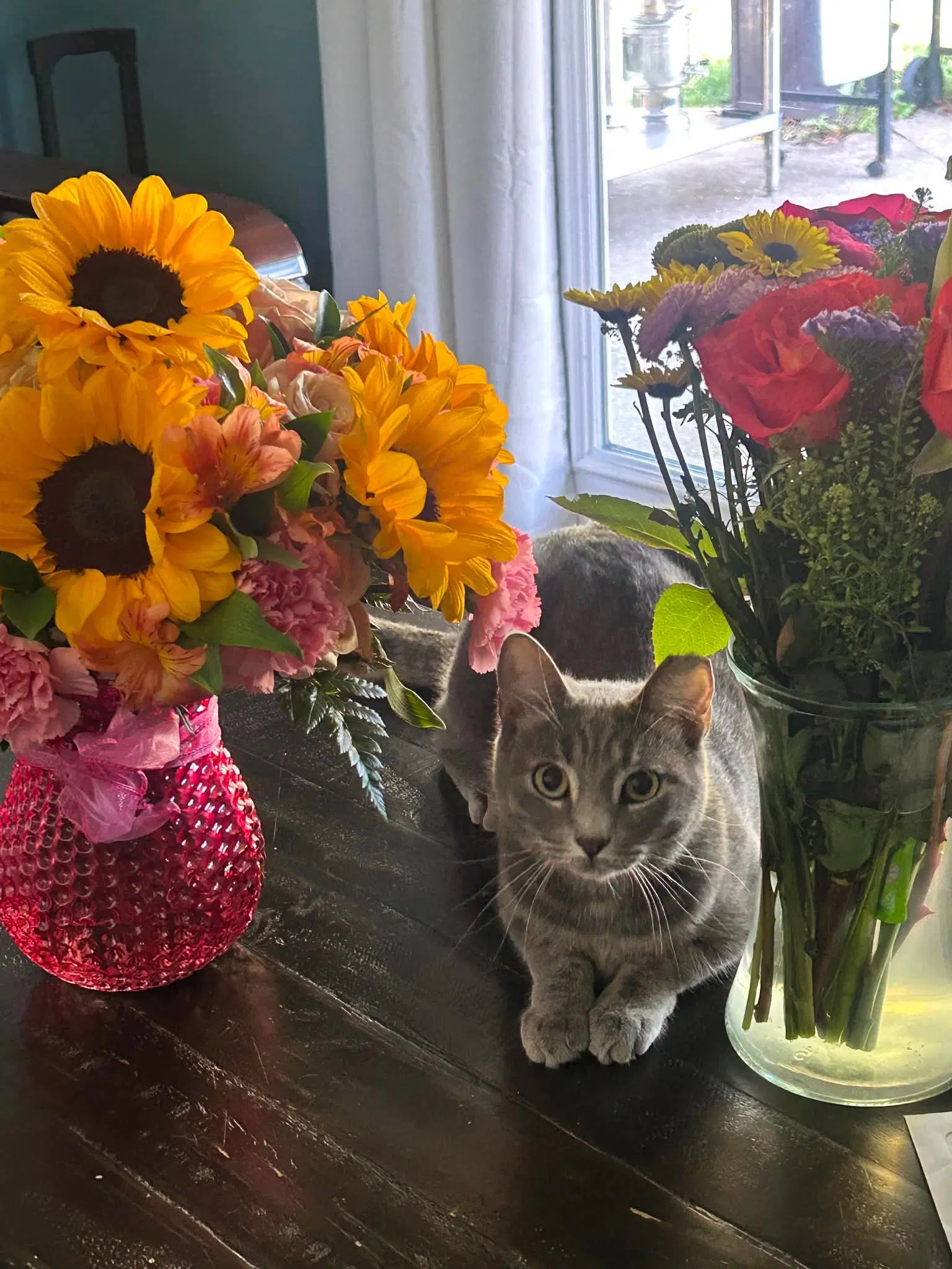 Kelsey - Domestic Short Hair