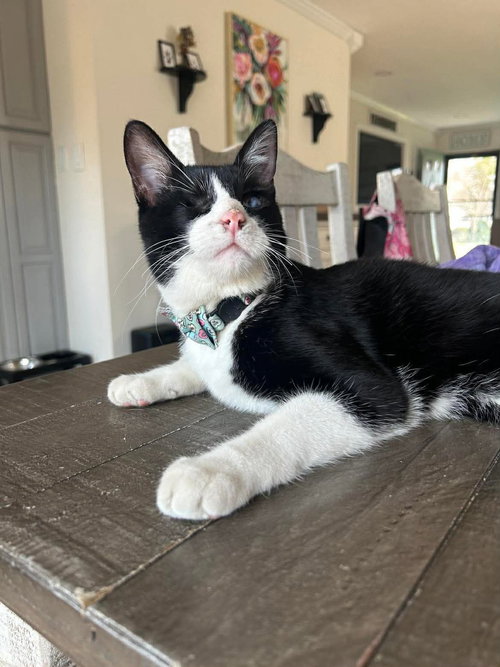 DERBY, Young Domestic Short Hair / Mixed (short coat), cat for adoption in Valley Stream, New York