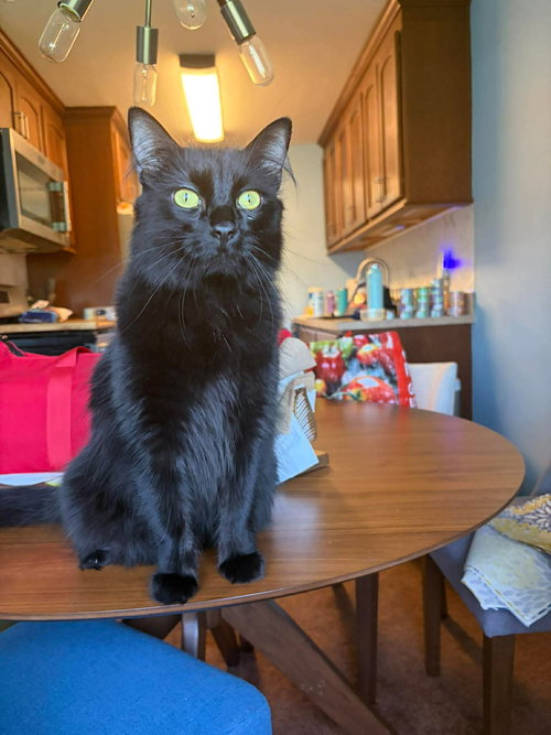 JETT, Adult Domestic Medium Hair / Mixed (medium coat), cat for adoption in Valley Stream, New York