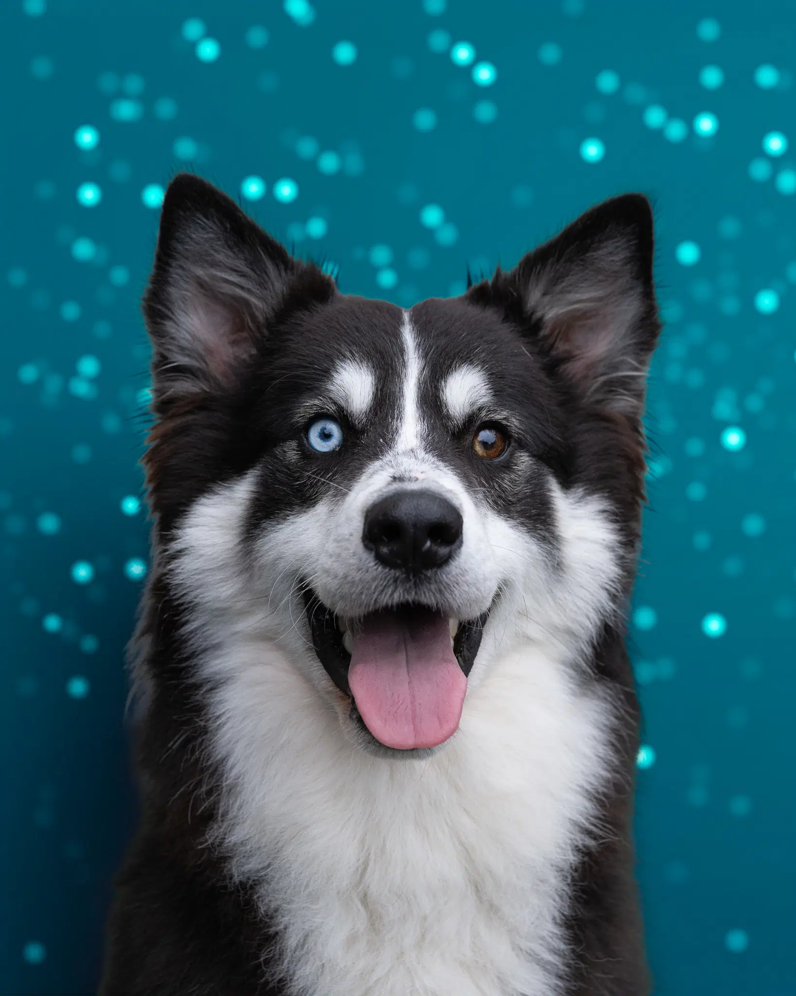 Dexter - Husky