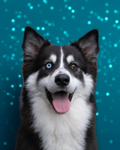DEXTER, a dog for adoption from Last Chance Animal Rescue