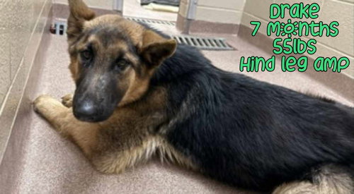DRAKE, an adoptable German Shepherd Dog in Holbrook , NY