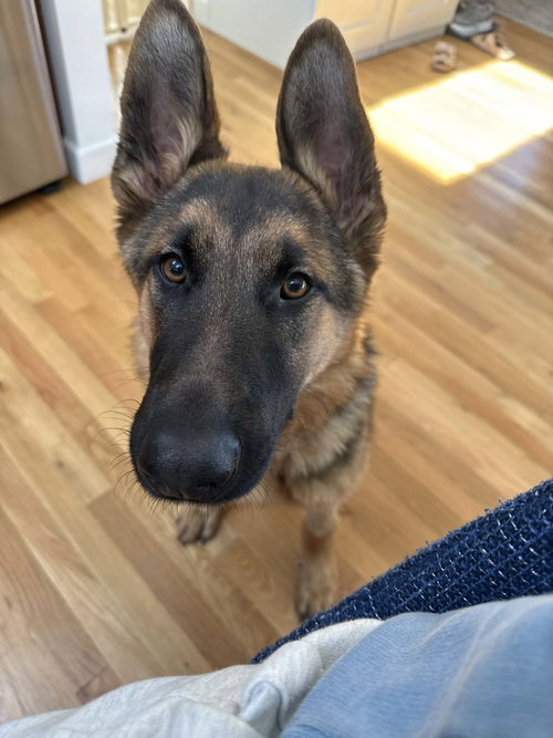 DRAKE - German Shepherd Dog available for adoption