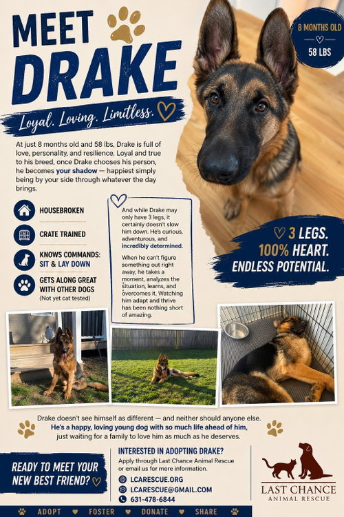 DRAKE, an adoptable German Shepherd Dog in Holbrook , NY