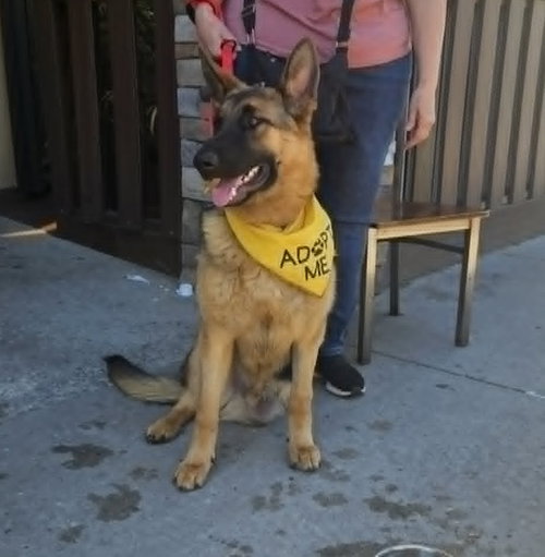 DRAKE, an adoptable German Shepherd Dog in Holbrook , NY