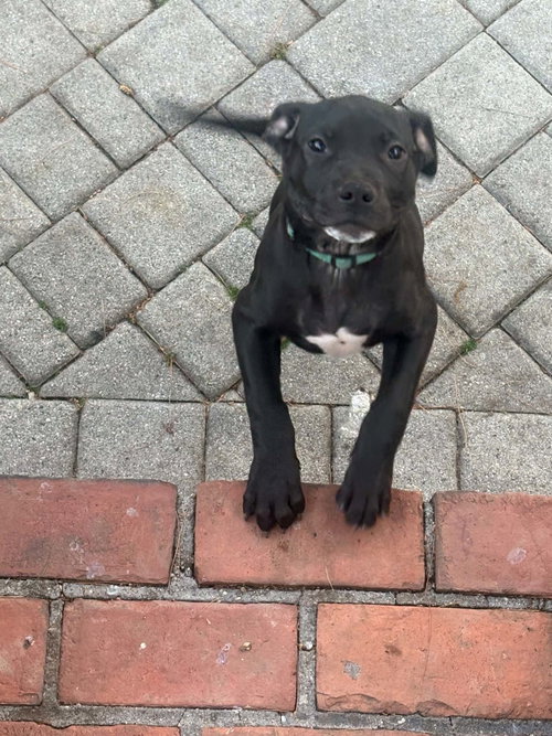 LARS, an adoptable Unknown breed in Holbrook , NY