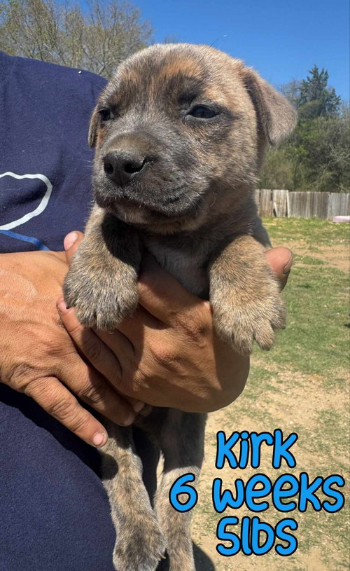 KIRK, an adoptable Unknown breed in Holbrook , NY