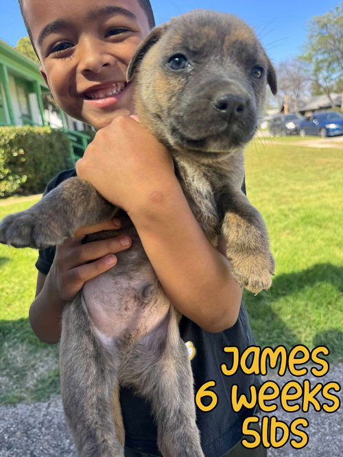 JAMES, an adoptable Unknown breed in Holbrook , NY