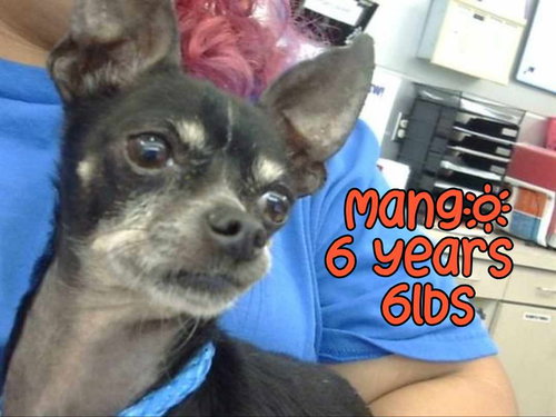 MANGO, an adoptable Chihuahua in Holbrook , NY