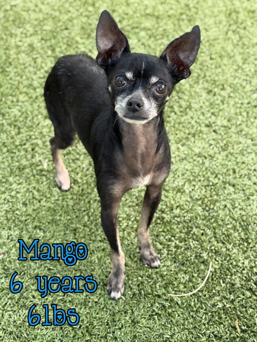 MANGO