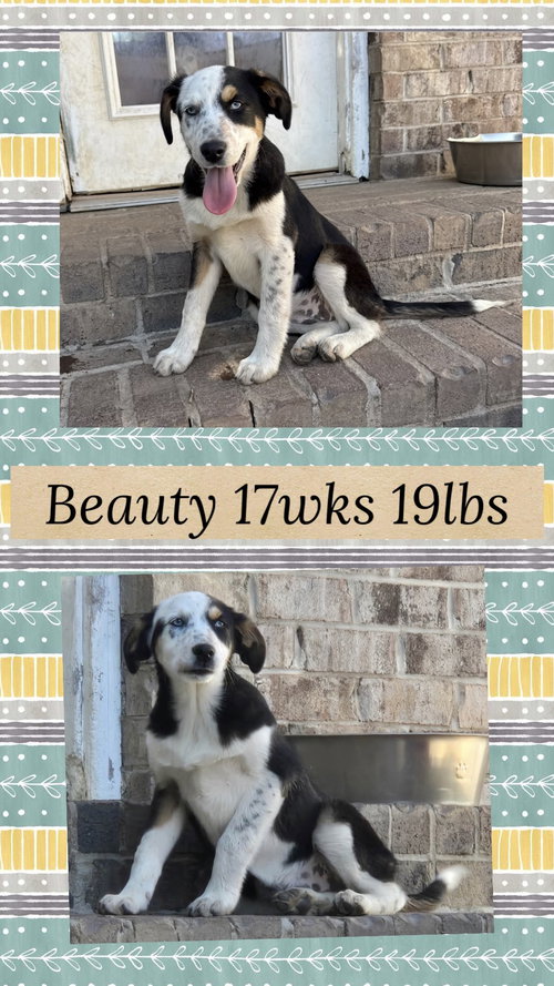 BEAUTY, an adoptable Collie in Holbrook , NY