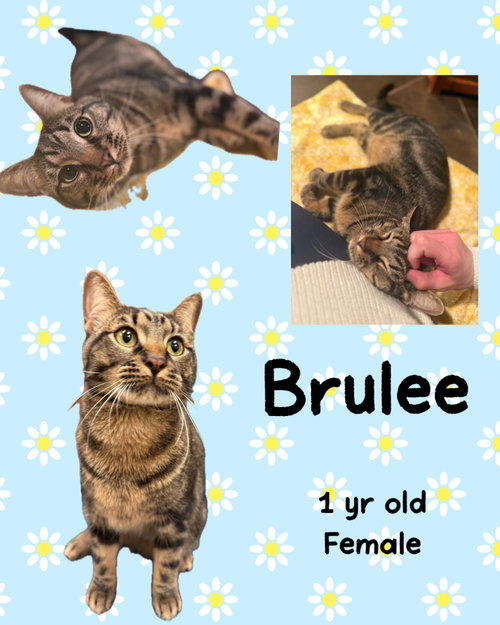 BRULEE, Adult Domestic Short Hair / Mixed (short coat), cat for adoption in Holbrook , New York