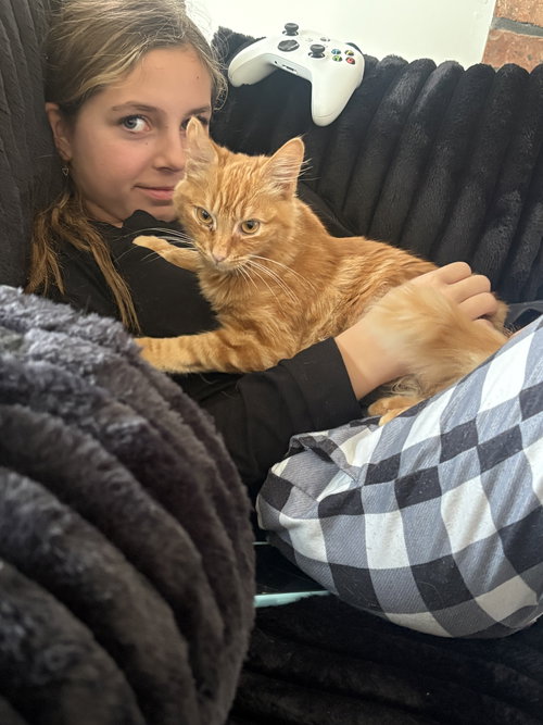 CHEDDAR, an adoptable Domestic Medium Hair in Holbrook , NY