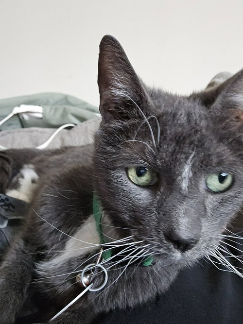 CLAY, Senior Domestic Short Hair / Mixed (short coat), cat for adoption in Valley Stream, New York