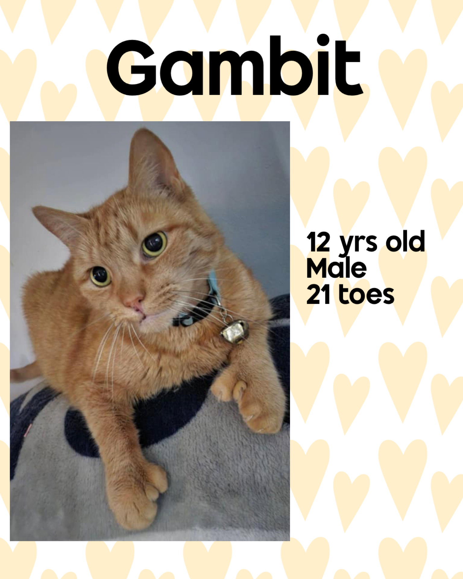 GAMBIT