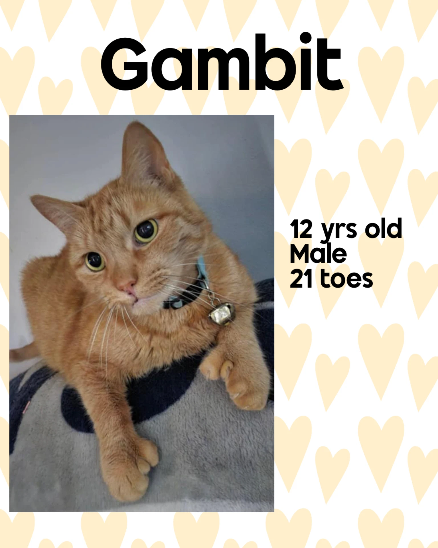 Gambit